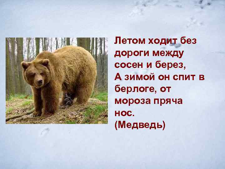 Летом ходит без дороги между сосен и берез, А зимой он спит в берлоге,