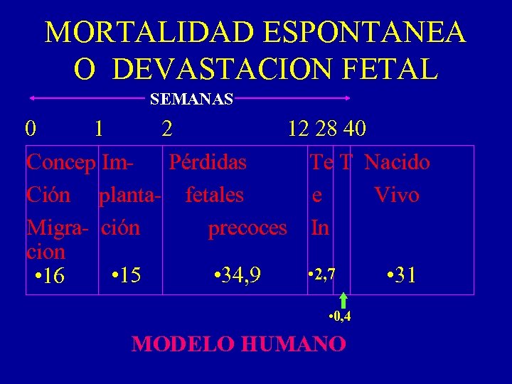 MORTALIDAD ESPONTANEA O DEVASTACION FETAL SEMANAS 0 1 2 12 28 40 Concep Im.