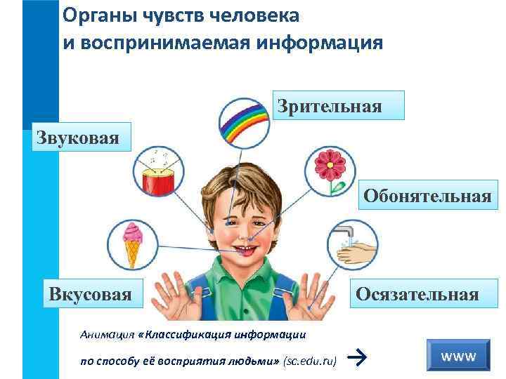 Органы чувств человека и воспринимаемая информация Зрительная Звуковая Обонятельная Вкусовая Анимация «Классификация информации по