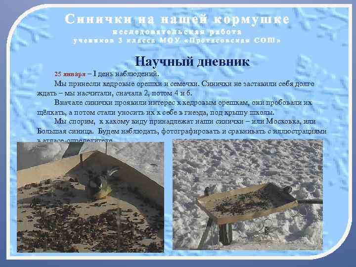 Синички на нашей кормушке исследовательская работа учеников 3 класса МОУ «Протасовская СОШ» Научный дневник