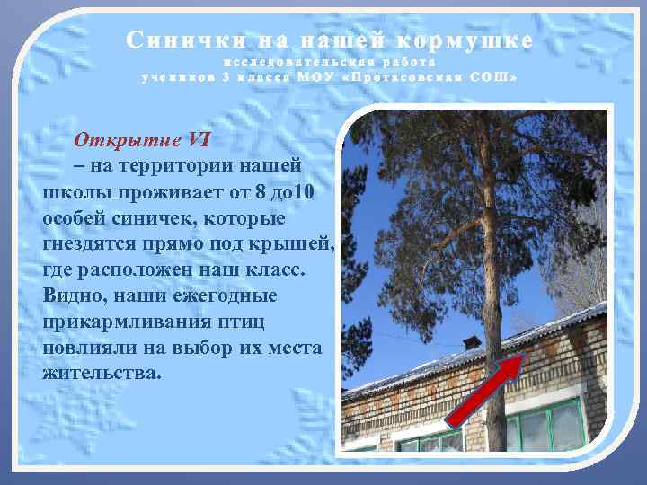 Синички на нашей кормушке исследовательская работа учеников 3 класса МОУ «Протасовская СОШ» Открытие VI