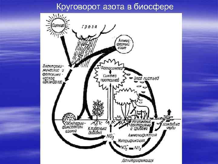 Кальций в биосфере. Биогеохимический цикл кальция. Круговорот кальция в биосфере схема. Схема круговорота калий. Круговорот кальция схема.