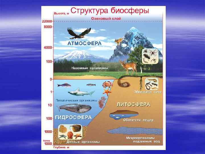Структура биосферы 