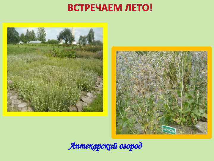 ВСТРЕЧАЕМ ЛЕТО! Аптекарский огород 