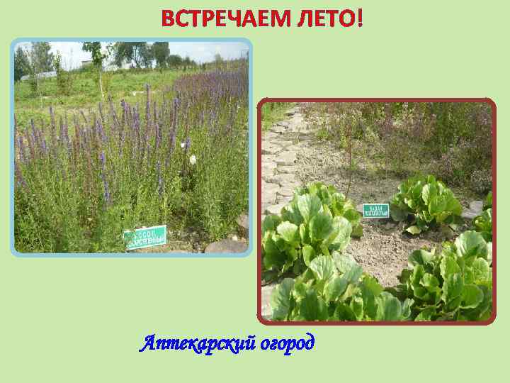 ВСТРЕЧАЕМ ЛЕТО! Аптекарский огород 