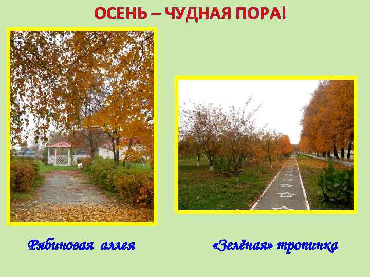ОСЕНЬ – ЧУДНАЯ ПОРА! Рябиновая аллея «Зелёная» тропинка 