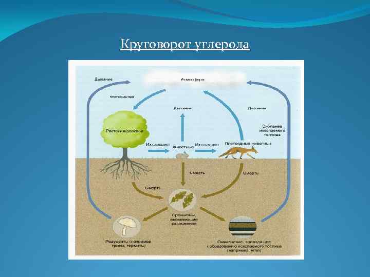 Круговорот углерода 