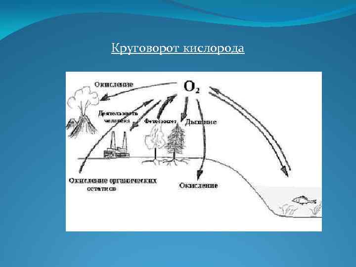 Составьте схемы отражающие круговороты кислорода и воды