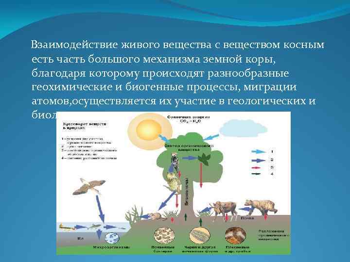 Живое вещество в биогеоценозе. Компоненты биосферы живое вещество. Косное вещество примеры. Взаимодействие человека и биосферы.