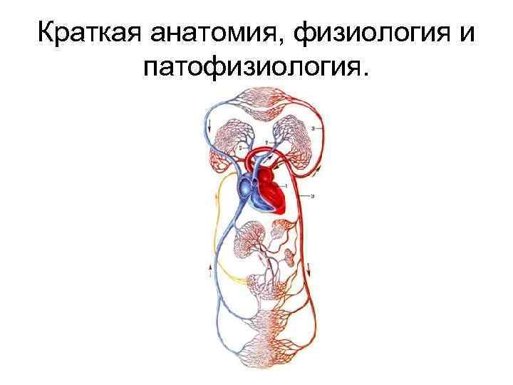 Краткая анатомия, физиология и патофизиология. 