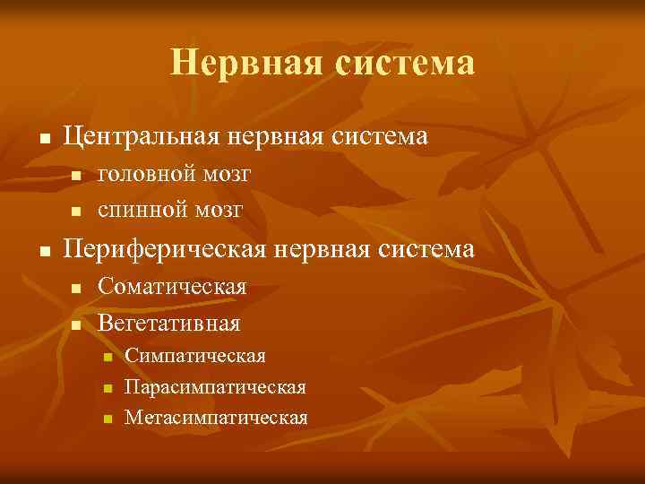 Нервная система n Центральная нервная система n n n головной мозг спинной мозг Периферическая