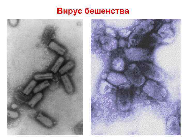 Вирус бешенства фото