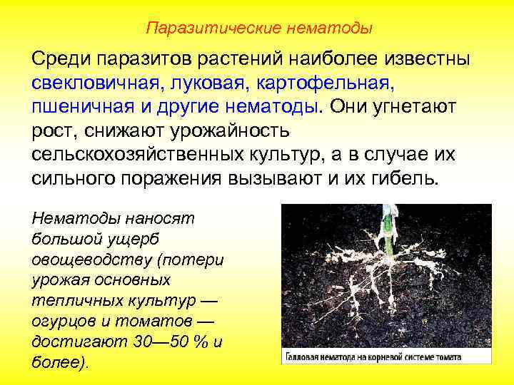 Паразитические нематоды Среди паразитов растений наиболее известны свекловичная, луковая, картофельная, пшеничная и другие нематоды.