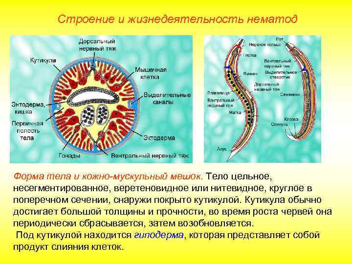 Строение и жизнедеятельность нематод Форма тела и кожно-мускульный мешок. Тело цельное, несегментированное, веретеновидное или