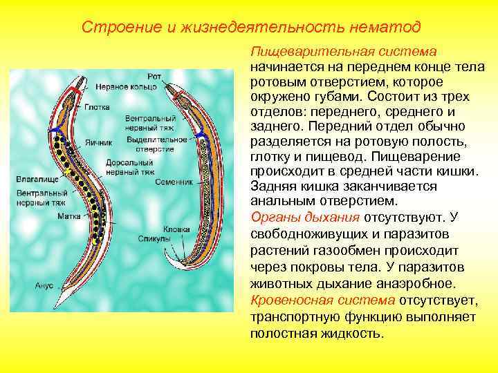 Строение и жизнедеятельность нематод Пищеварительная система начинается на переднем конце тела ротовым отверстием, которое