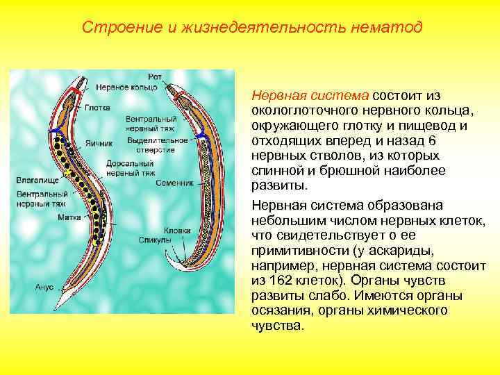 Строение и жизнедеятельность нематод Нервная система состоит из окологлоточного нервного кольца, окружающего глотку и