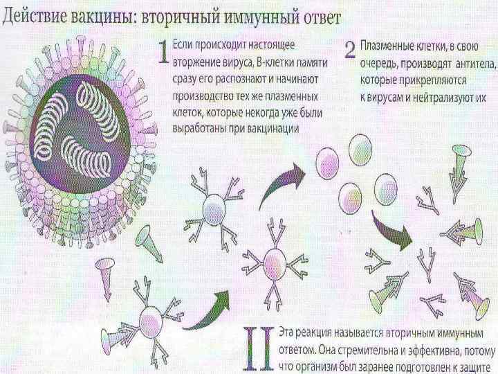 При введении вакцины формируется. Схема действия вакцины. Первичный и вторичный иммунный ответ схема. Вакцинация механизм действия.