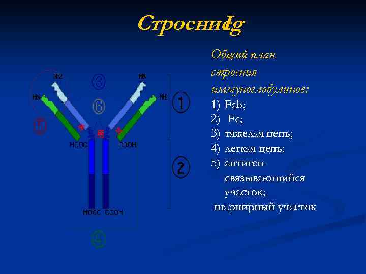 Общий план строения иммуноглобулинов