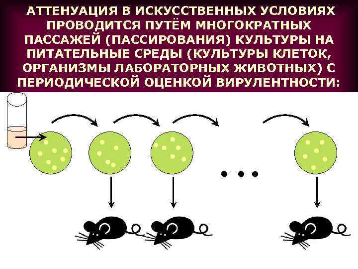 АТТЕНУАЦИЯ В ИСКУССТВЕННЫХ УСЛОВИЯХ ПРОВОДИТСЯ ПУТЁМ МНОГОКРАТНЫХ ПАССАЖЕЙ (ПАССИРОВАНИЯ) КУЛЬТУРЫ НА ПИТАТЕЛЬНЫЕ СРЕДЫ (КУЛЬТУРЫ