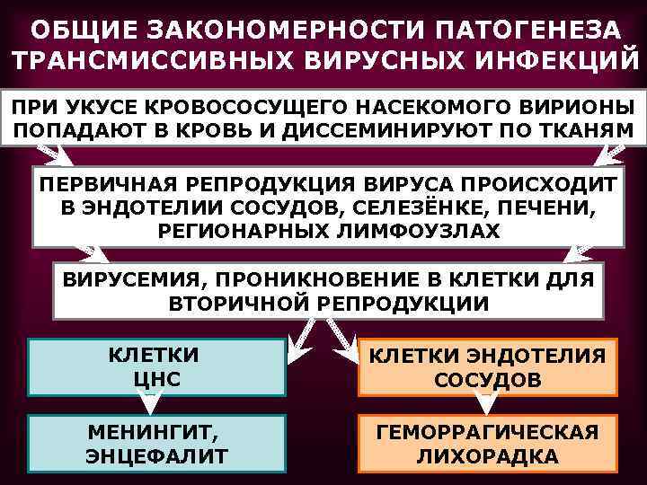 ОБЩИЕ ЗАКОНОМЕРНОСТИ ПАТОГЕНЕЗА ТРАНСМИССИВНЫХ ВИРУСНЫХ ИНФЕКЦИЙ ПРИ УКУСЕ КРОВОСОСУЩЕГО НАСЕКОМОГО ВИРИОНЫ ПОПАДАЮТ В КРОВЬ