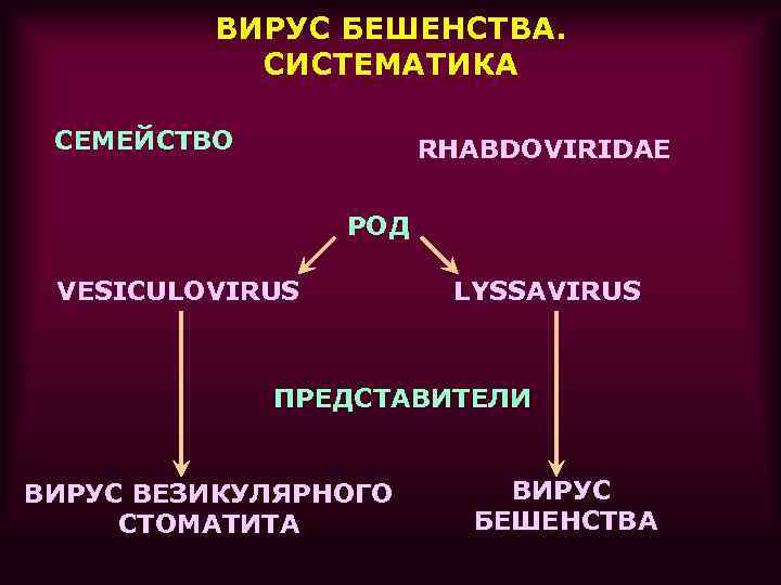 Рабдовирусы микробиология презентация