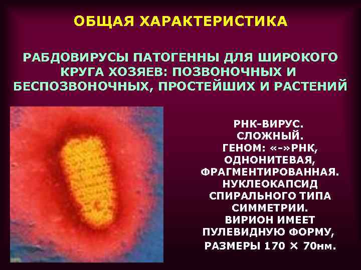 ОБЩАЯ ХАРАКТЕРИСТИКА РАБДОВИРУСЫ ПАТОГЕННЫ ДЛЯ ШИРОКОГО КРУГА ХОЗЯЕВ: ПОЗВОНОЧНЫХ И БЕСПОЗВОНОЧНЫХ, ПРОСТЕЙШИХ И РАСТЕНИЙ