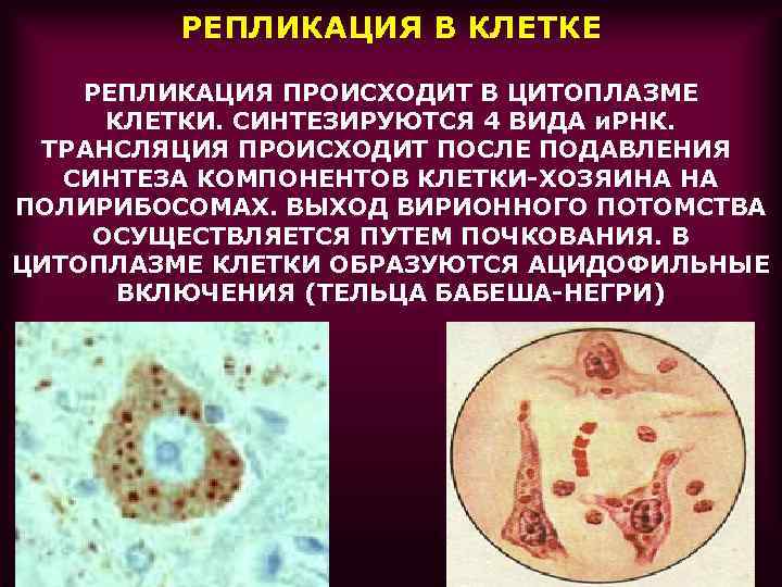 РЕПЛИКАЦИЯ В КЛЕТКЕ РЕПЛИКАЦИЯ ПРОИСХОДИТ В ЦИТОПЛАЗМЕ КЛЕТКИ. СИНТЕЗИРУЮТСЯ 4 ВИДА и. РНК. ТРАНСЛЯЦИЯ