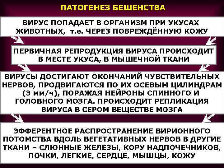 ПАТОГЕНЕЗ БЕШЕНСТВА ВИРУС ПОПАДАЕТ В ОРГАНИЗМ ПРИ УКУСАХ ЖИВОТНЫХ, т. е. ЧЕРЕЗ ПОВРЕЖДЁННУЮ КОЖУ