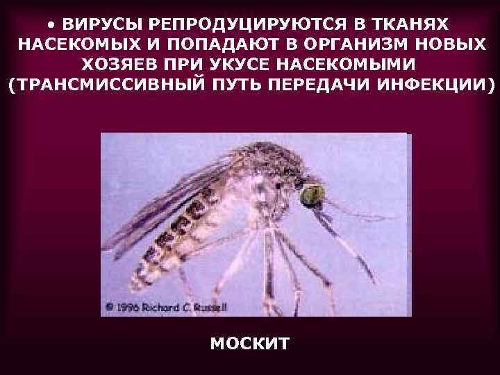  • ВИРУСЫ РЕПРОДУЦИРУЮТСЯ В ТКАНЯХ НАСЕКОМЫХ И ПОПАДАЮТ В ОРГАНИЗМ НОВЫХ ХОЗЯЕВ ПРИ