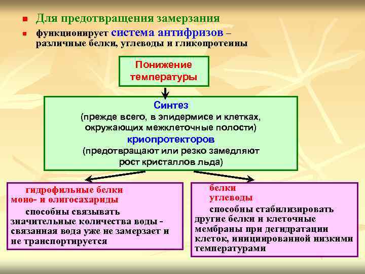 n n Для предотвращения замерзания функционирует система антифризов – различные белки, углеводы и гликопротеины