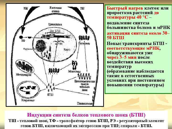 Быстрый нагрев клеток или проростков растений до температуры 40 °С – подавление синтеза большинства