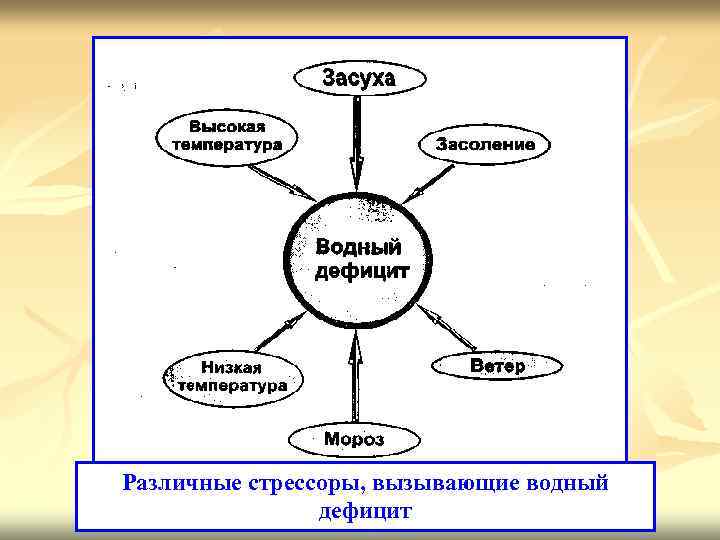 Различные стрессоры, вызывающие водный дефицит 