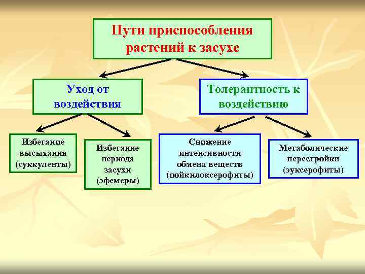 Пути приспособления растений к засухе Уход от воздействия Избегание высыхания (суккуленты) Избегание периода засухи