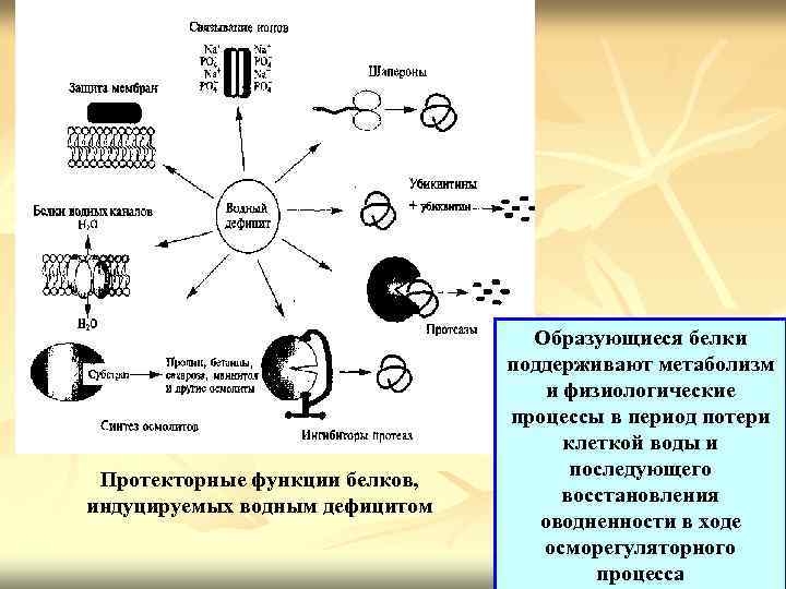 Протекторные функции белков, индуцируемых водным дефицитом Образующиеся белки поддерживают метаболизм и физиологические процессы в