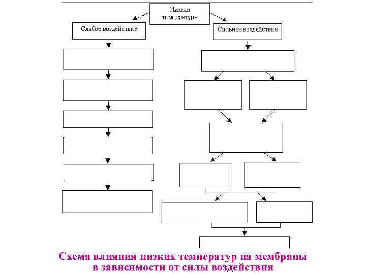 Схема влияния низких температур на мембраны в зависимости от силы воздействия 