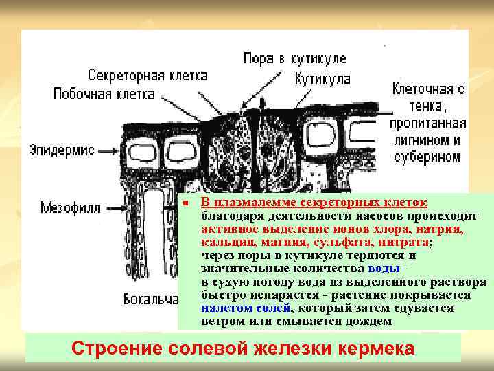 n В плазмалемме секреторных клеток благодаря деятельности насосов происходит активное выделение ионов хлора, натрия,