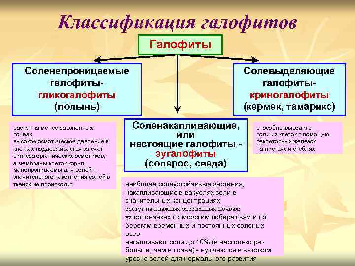 Классификация галофитов Галофиты Соленепроницаемые галофитыгликогалофиты (полынь) растут на менее засоленных почвах высокое осмотическое давление