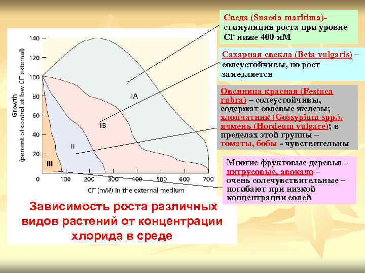 Сведа (Suaeda maritima)стимуляция роста при уровне Cl- ниже 400 м. М Сахарная свекла (Beta