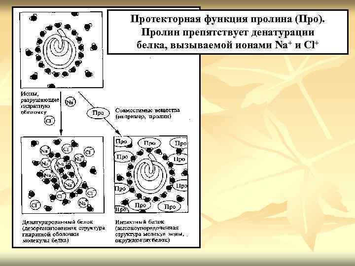 Протекторная функция пролина (Про). Пролин препятствует денатурации белка, вызываемой ионами Na+ и Сl+ 