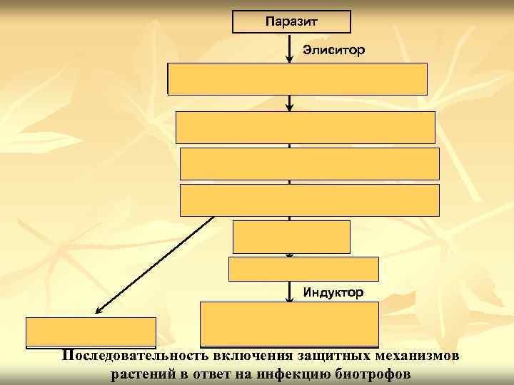 Паразит Элиситор Включение сигнальной системы, окислительный взрыв (повышение уровня Н 2 О 2, ●ОН,
