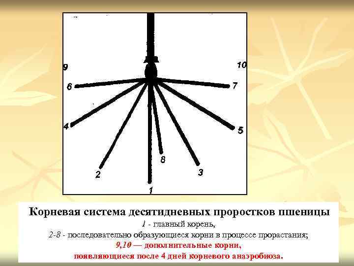 Корневая система десятидневных проростков пшеницы 1 - главный корень, 2 -8 - последовательно образующиеся