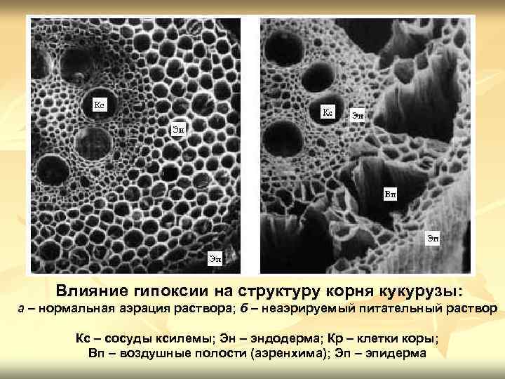 Влияние гипоксии на структуру корня кукурузы: а – нормальная аэрация раствора; б – неаэрируемый