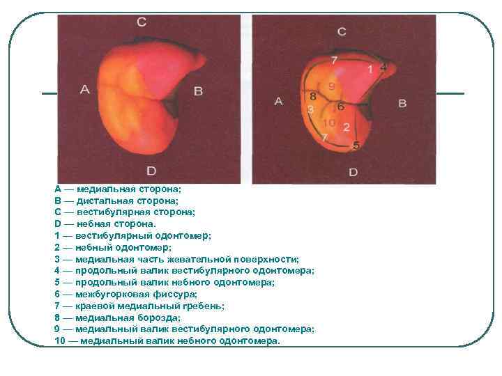 А — медиальная сторона; В — дистальная сторона; С — вестибулярная сторона; D —
