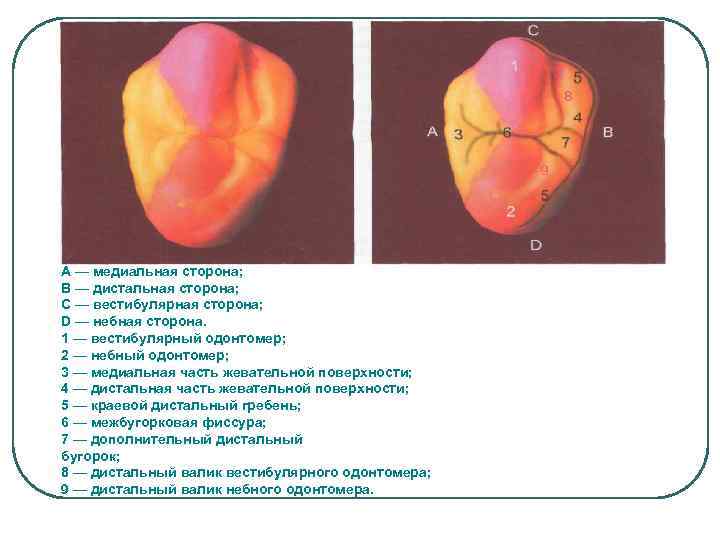 А — медиальная сторона; В — дистальная сторона; С — вестибулярная сторона; D —
