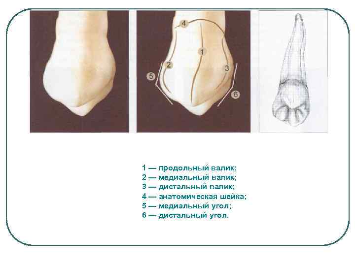 1 — продольный валик; 2 — медиальный валик; 3 — дистальный валик; 4 —