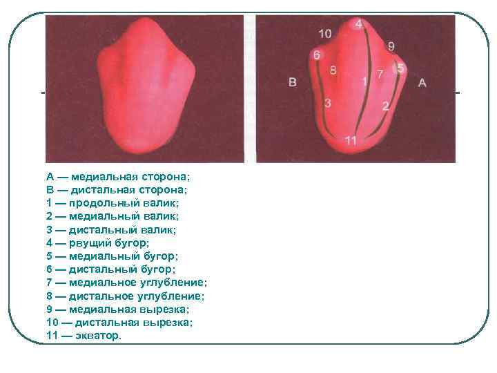 А — медиальная сторона; В — дистальная сторона; 1 — продольный валик; 2 —