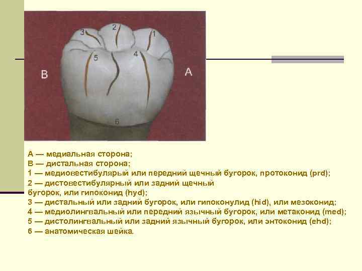 Сторона поверхности. Медиальная и дистальная поверхность зуба. Поверхности зуба. Щечная поверхность зуба. Дистальная поверхность зуба.