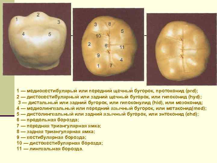 Первый моляр верхней челюсти бугры