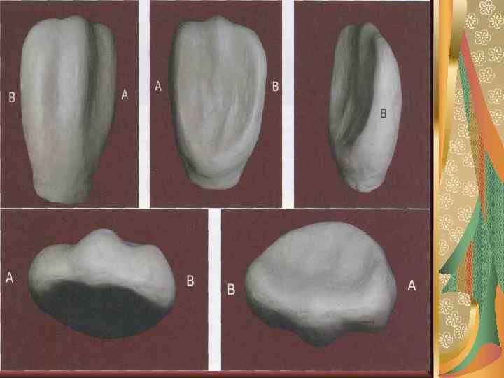 Верхний резец зуб фото