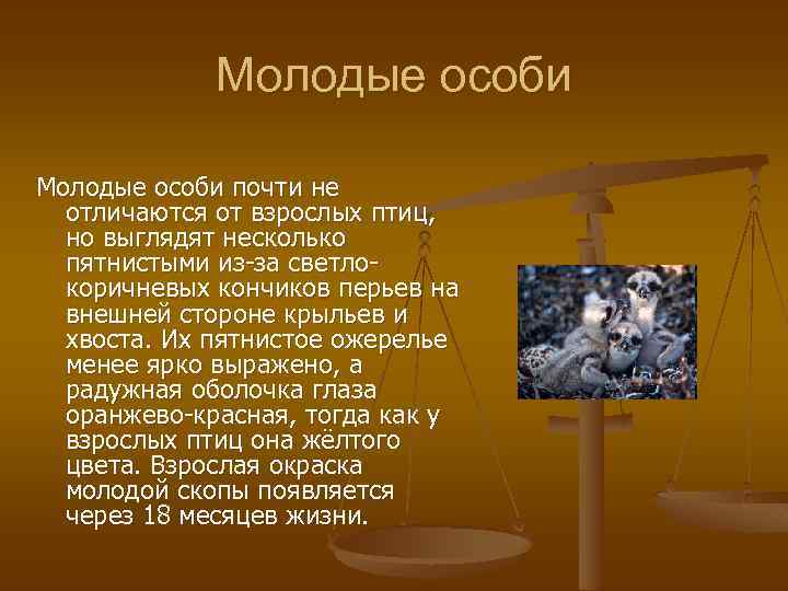 Молодые особи почти не отличаются от взрослых птиц, но выглядят несколько пятнистыми из-за светлокоричневых